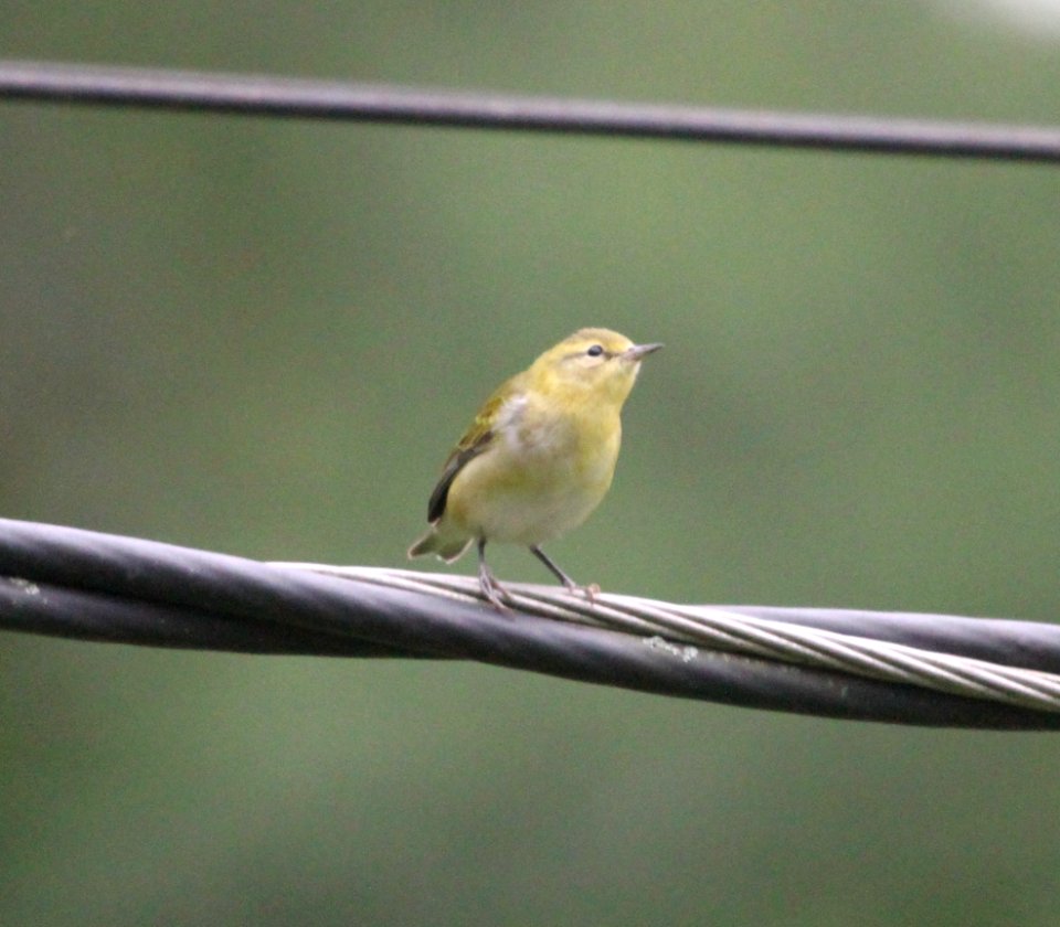 IMG 2488 c Tennessee Warblerr Hse Kankakee IL 9-17-2015