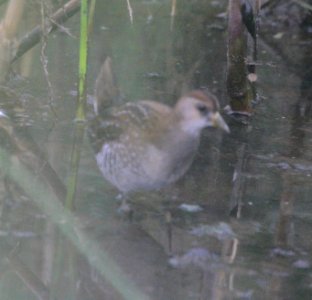 IMG 3477 c Sora TNC Kankakee Sands IN 10-5-2015