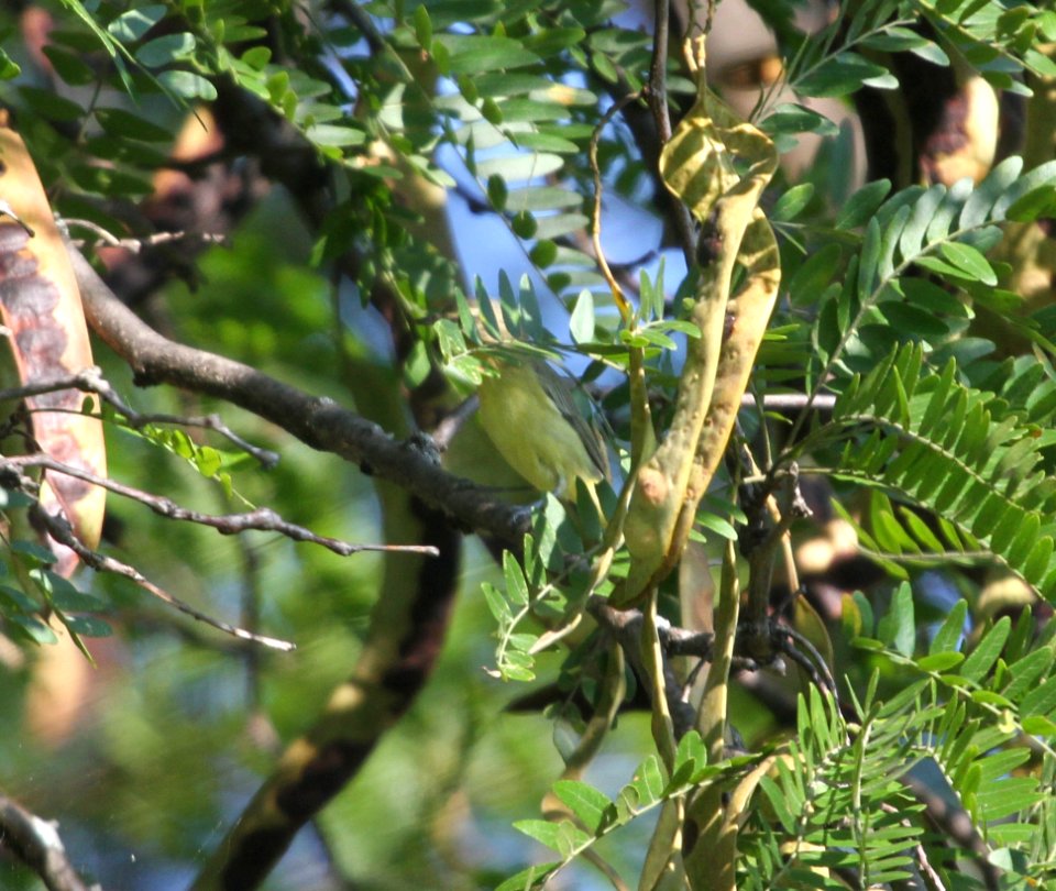IMG 2405 c Philadelphia Vireo Kankakee IL 9-16-2015