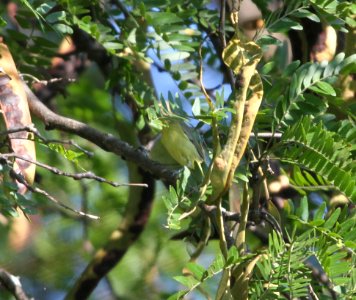 IMG 2405 c Philadelphia Vireo Kankakee IL 9-16-2015