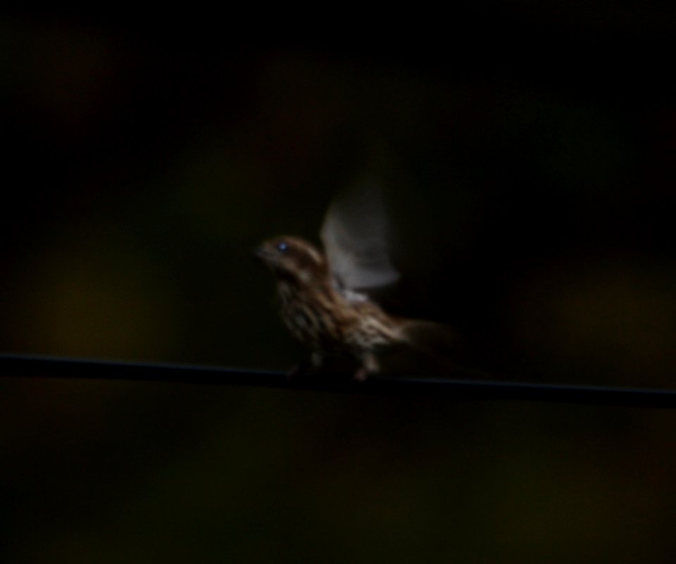 IMG 4710 c Purple Finch Hse Kankakee IL 10-30-2015