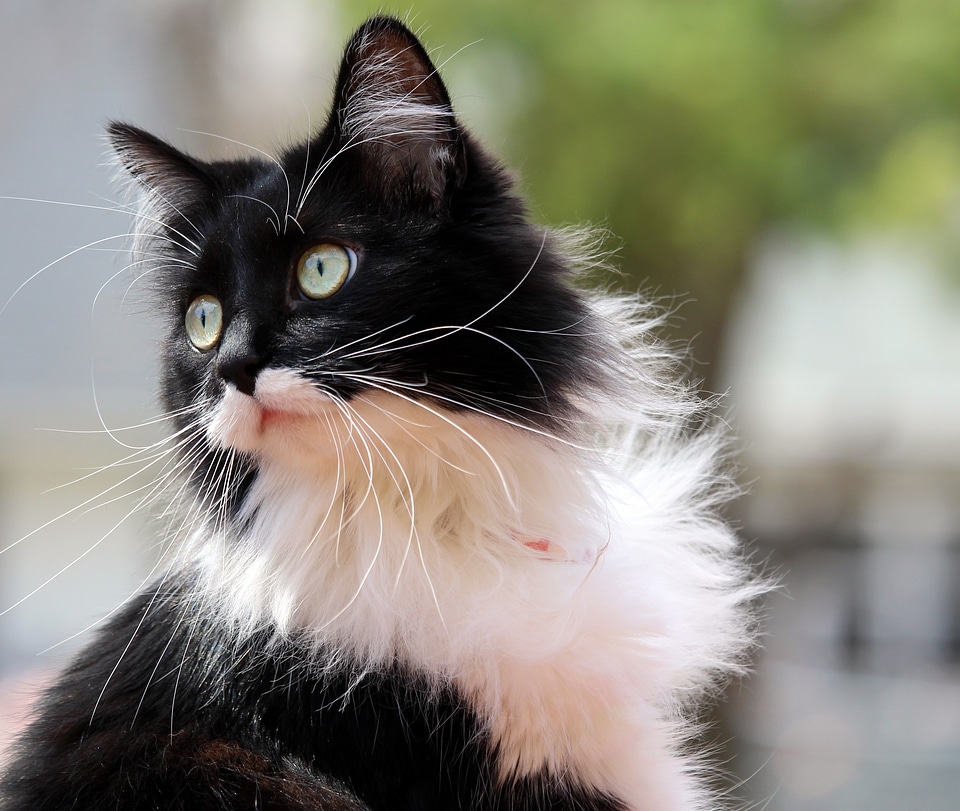 Zorro animal cute