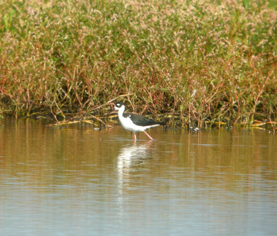 DSCN8077 c Black-necked Stilt Whispering Willows Kankakee Co IL 8-27-2015