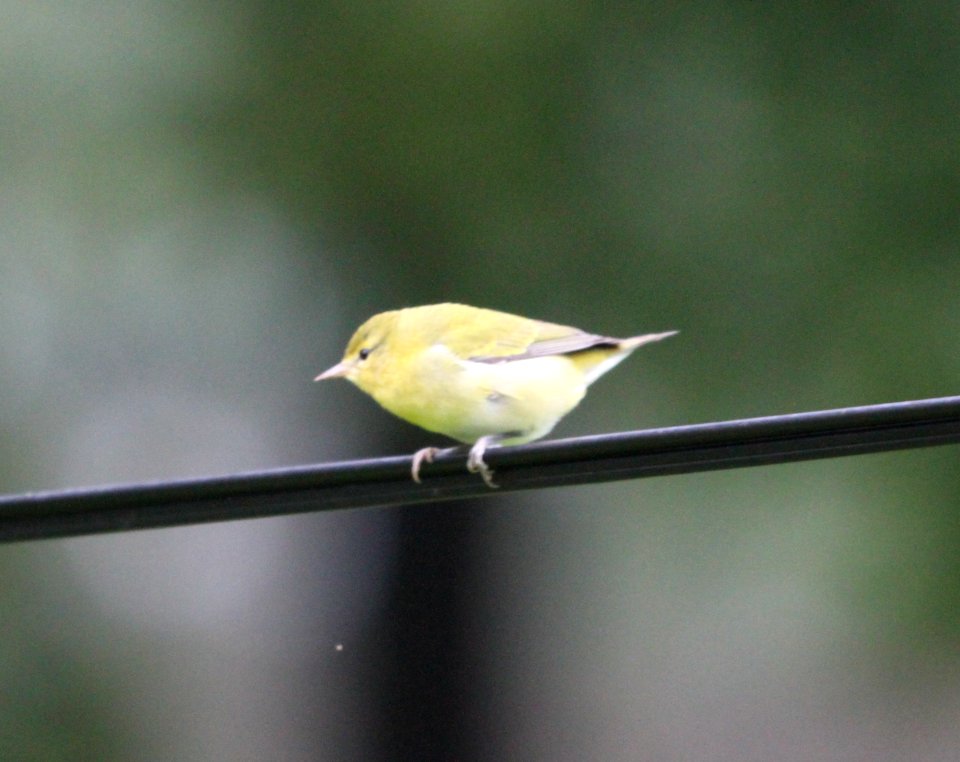 IMG 1974 c Tennessee Warbler Hse Kankakee IL 9-8-2015