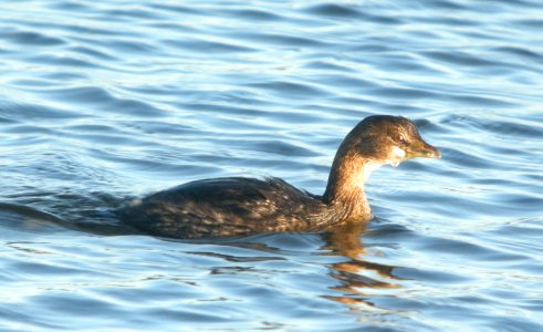 DSCN8577 c Pied-billed Grebe Willow Slough FWA IN 10-16-2015 photo
