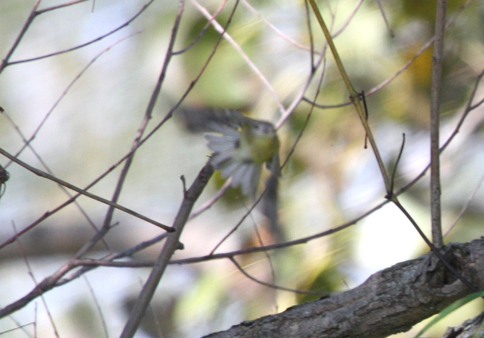 IMG 2380 c Bell's Vireo Willow Slough FWA IN 9-15-2015