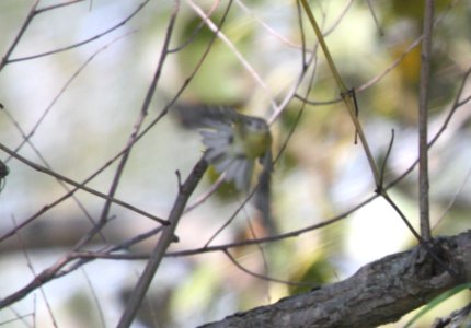 IMG 2380 c Bell's Vireo Willow Slough FWA IN 9-15-2015