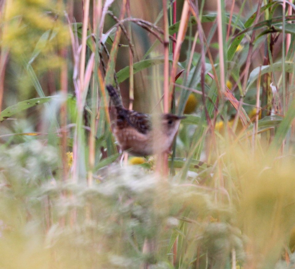 IMG 3266 c Winter Wren Perry Farm Kankakee Co IL 9-28-2015