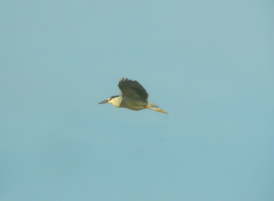 DSCN7924 c Black-crowned Night-Heron TNC Kankakee Sands IN 8-13-2015