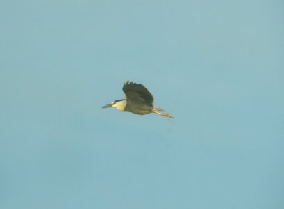 DSCN7924 c Black-crowned Night-Heron TNC Kankakee Sands IN 8-13-2015