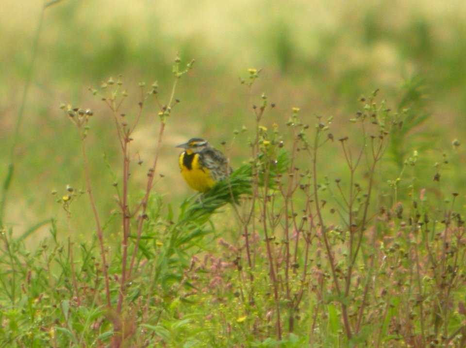 DSCN7579 c Eastern Meadowlark Whispering Willows Bourbonnais IL 7-9-2015