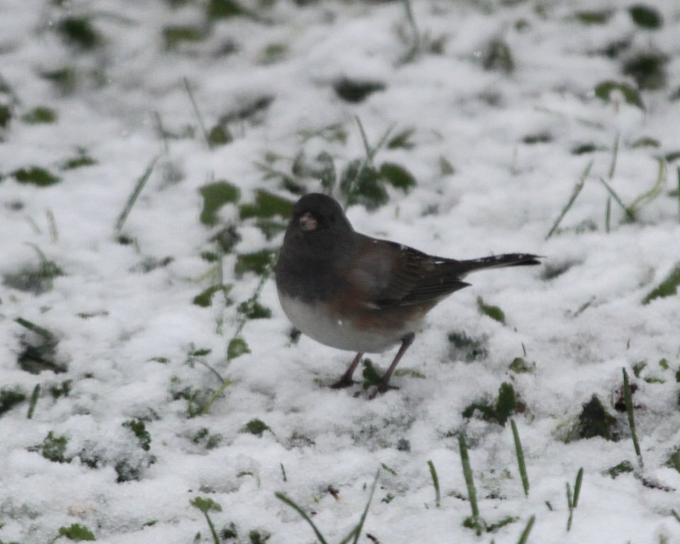 IMG 5388. c Dark-eyed Junco (Cassiar Hybrid) Hse Kankakee IL 11-21-2015