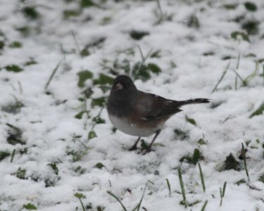IMG 5388. c Dark-eyed Junco (Cassiar Hybrid) Hse Kankakee IL 11-21-2015