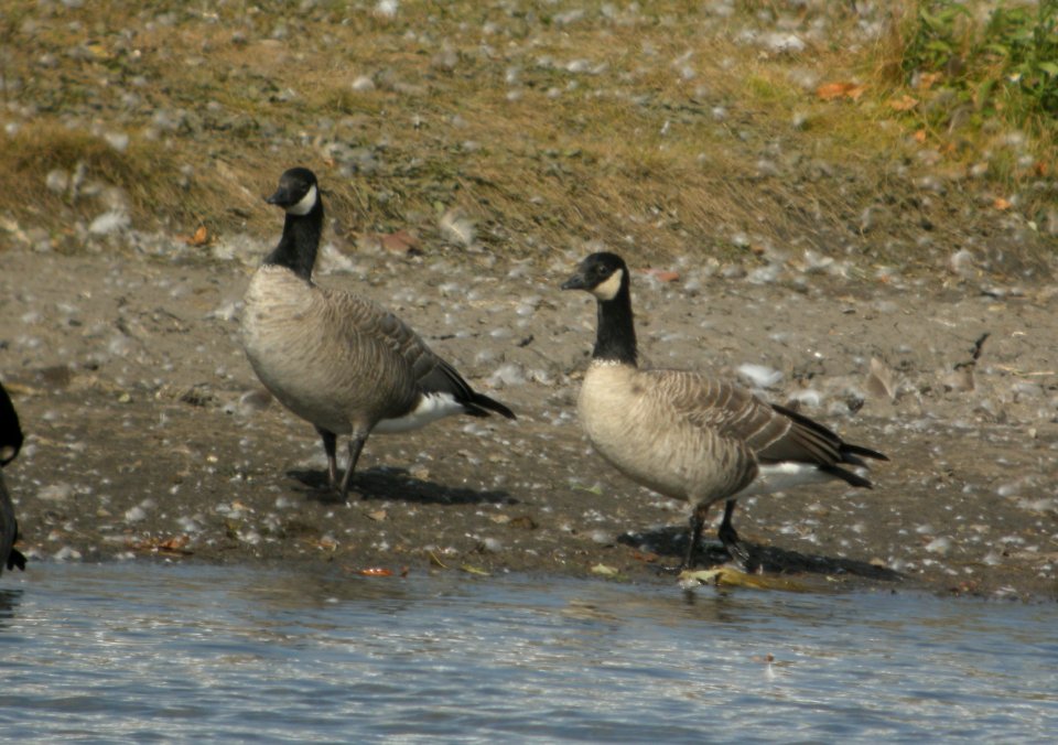 DSCN8685 c Cackling Goose Whispering Willows Kankakee Co IL 10-20-2015