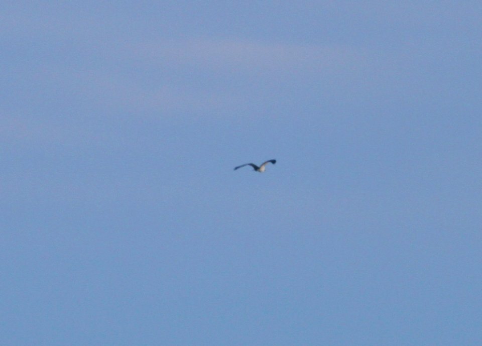 IMG 4677 c Osprey Willow Slough FWA IN 10-30-2015