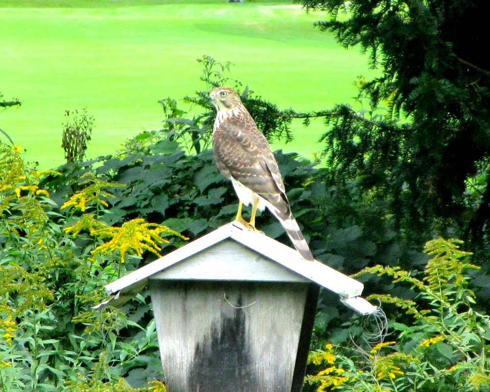 IMG 1993 c Cooper's Hawk Hse Kankakee IL 9-10-2015