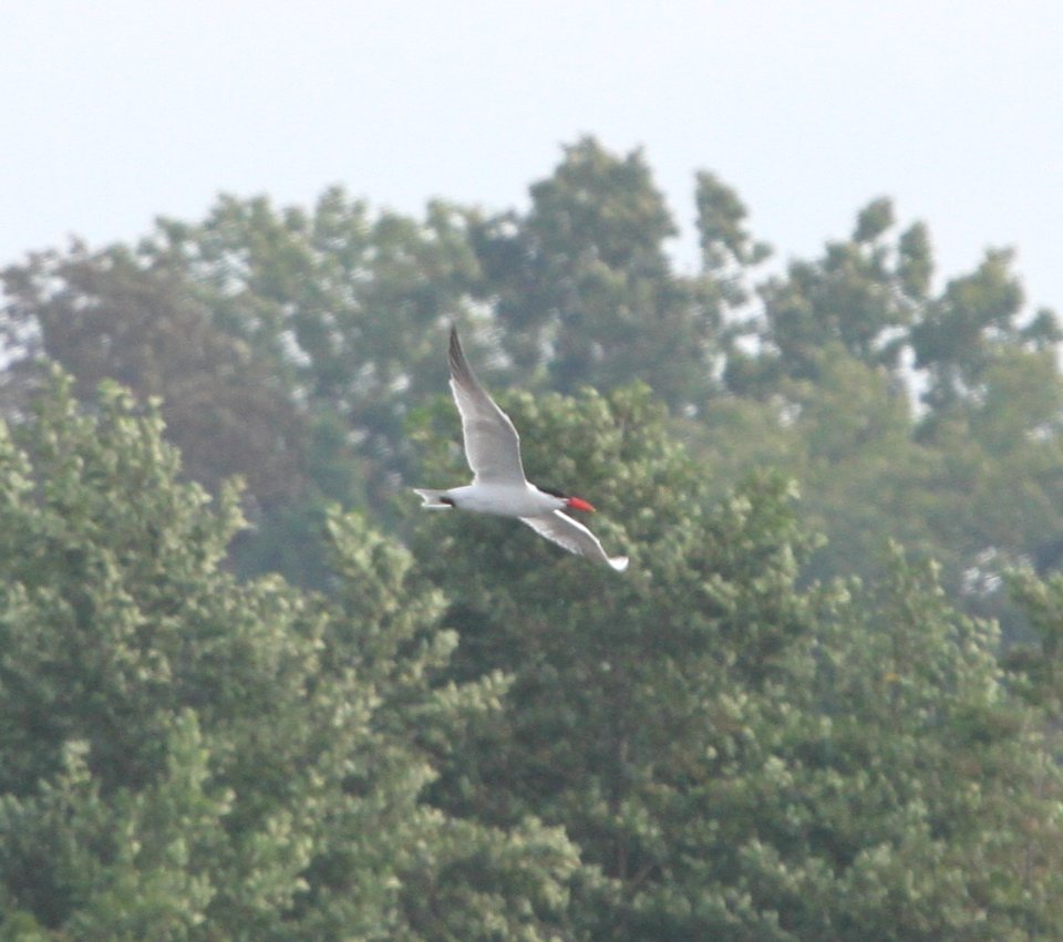 IMG 2492 c Caspian Tern Willow Slough FWA IN 9-18-2015