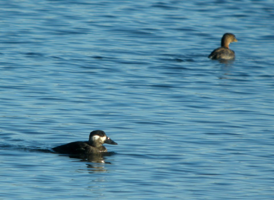 DSCN9119 c Surf Scoter PB Grebe Willow Slough FWA IN 11-15-2015
