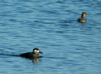 DSCN9119 c Surf Scoter PB Grebe Willow Slough FWA IN 11-15-2015