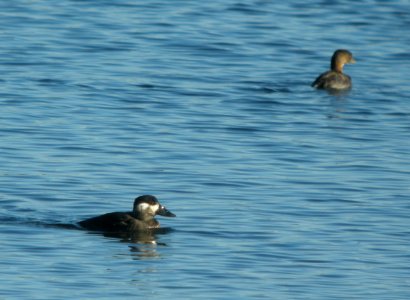 DSCN9119 c Surf Scoter PB Grebe Willow Slough FWA IN 11-15-2015 photo