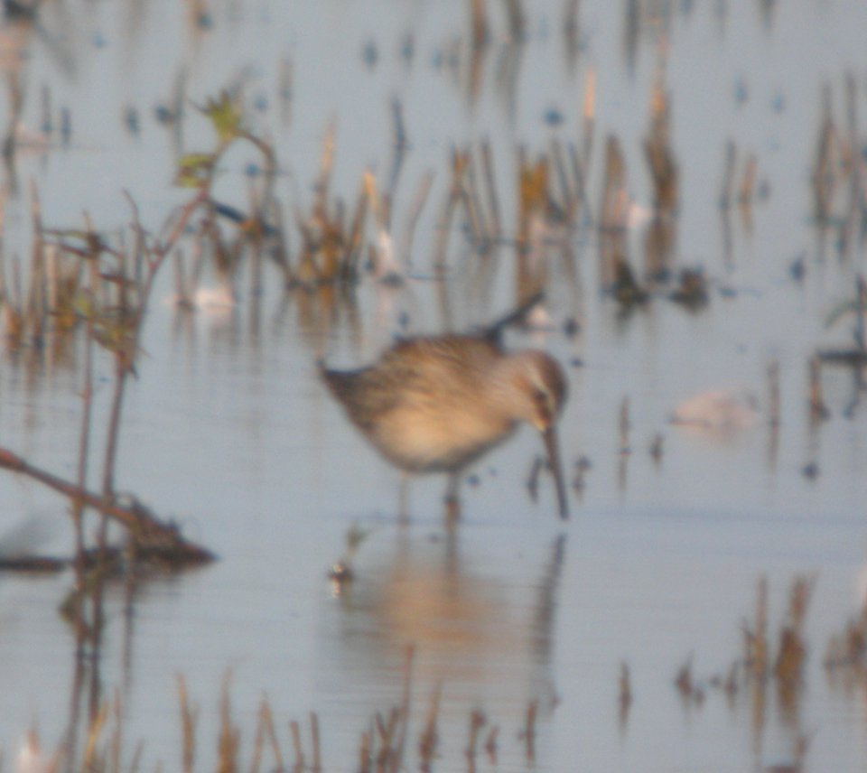 DSCN7795  c Stilt Sandpiper Whispering Willows Kankakee IL 8-5-2015