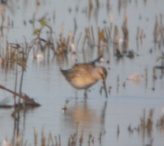 DSCN7795  c Stilt Sandpiper Whispering Willows Kankakee IL 8-5-2015