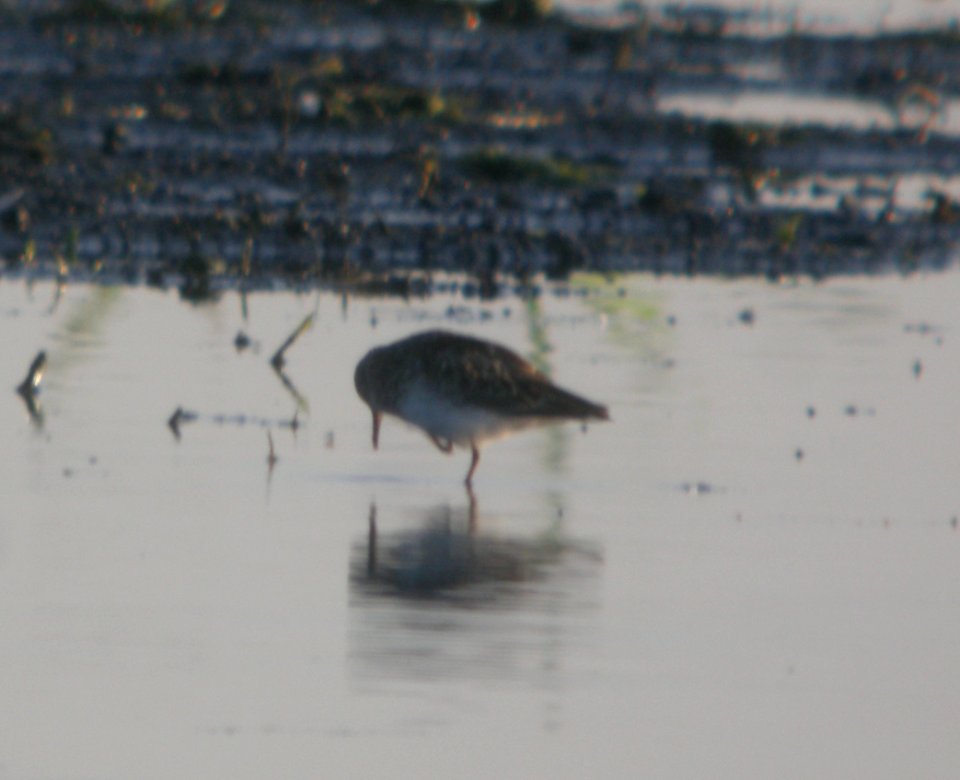 DSCN7636 c Least Sandpiper Whispering Willows Kankakee Co IL 7-22-2015