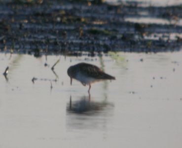 DSCN7636 c Least Sandpiper Whispering Willows Kankakee Co IL 7-22-2015