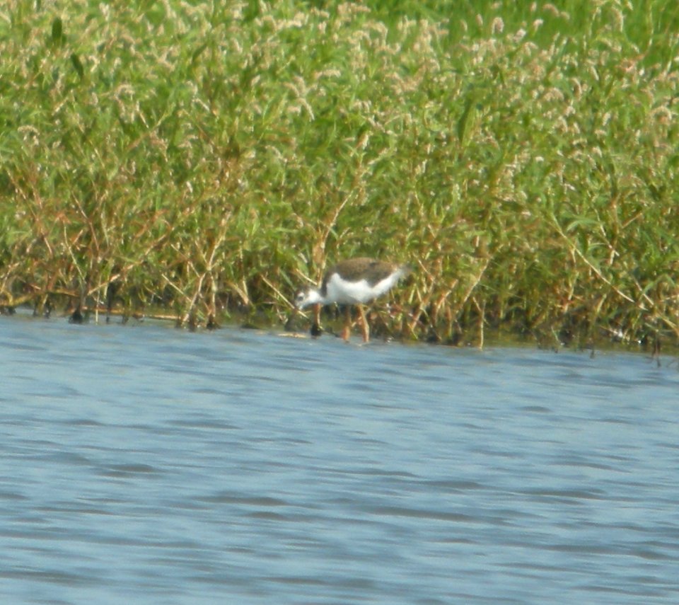 DSCN7987 c Black-nekced Stilt (Young) Whispering Willows Kankakee Co IL 8-17-2015