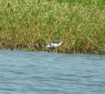 DSCN7987 c Black-nekced Stilt (Young) Whispering Willows Kankakee Co IL 8-17-2015