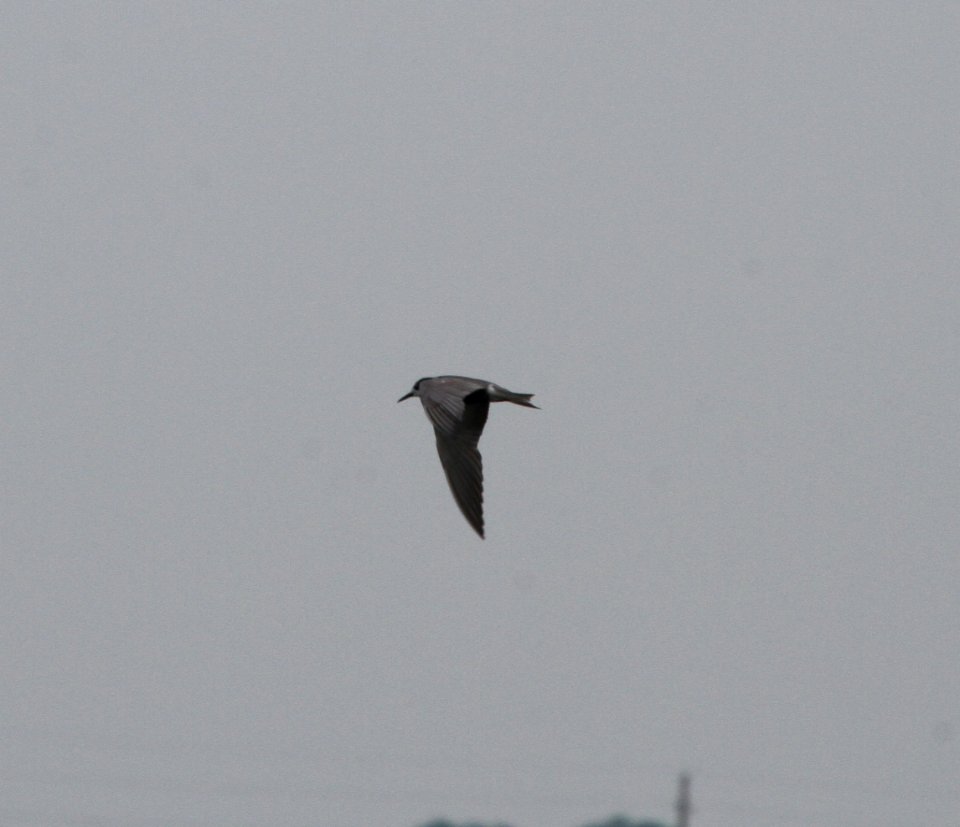 IMG 0477 c Black Tern Whispering Willows Bourbonnais IL 7-11-2015