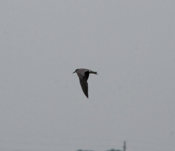 IMG 0477 c Black Tern Whispering Willows Bourbonnais IL 7-11-2015