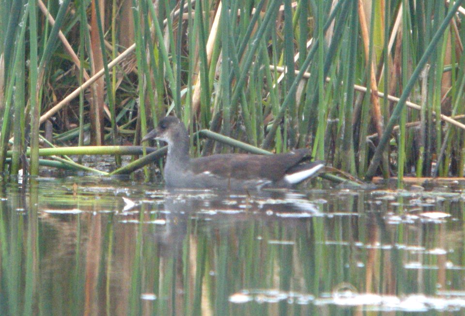 DSCN8317 c Common Gallinule TNC Kankakee Sands IN 10-5-2015
