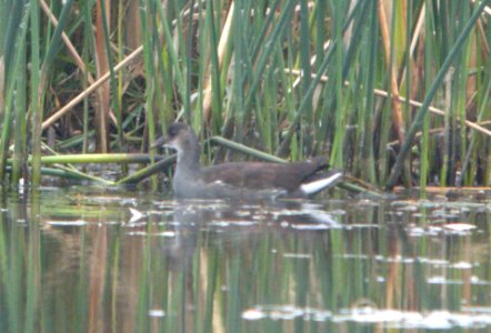 DSCN8317 c Common Gallinule TNC Kankakee Sands IN 10-5-2015