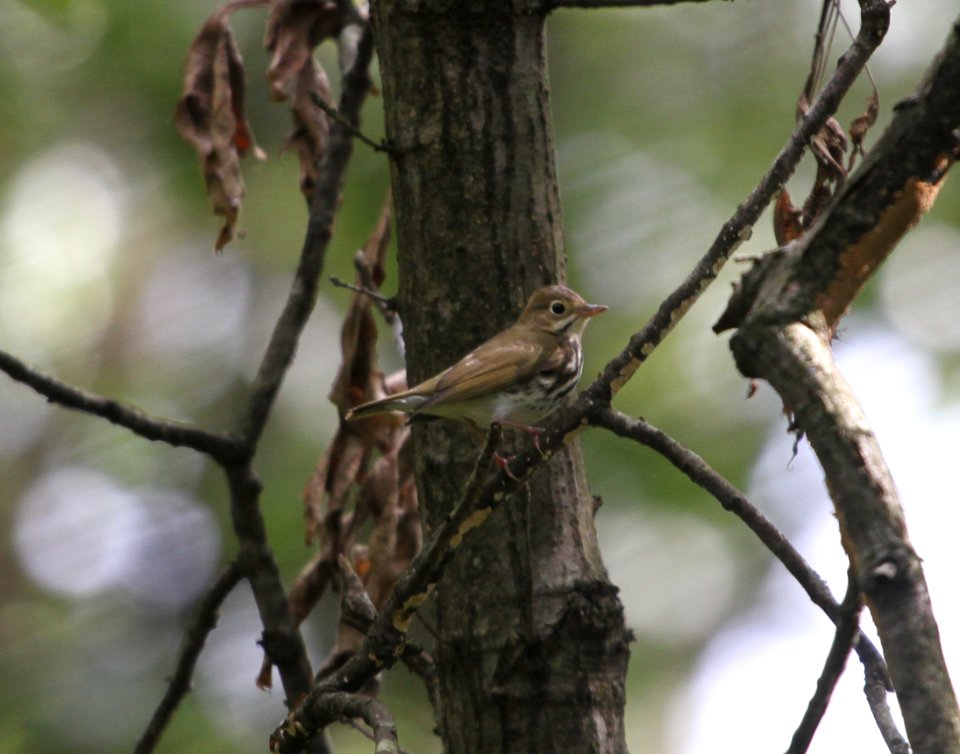IMG 2085 c Ovenbird Heiland Forest Preserve Kankakee Co IL 9-10-2015