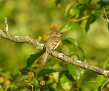 DSCN7819 c Willow Flycatcher ("whit") LaSalle FWA IN 8-7-2015