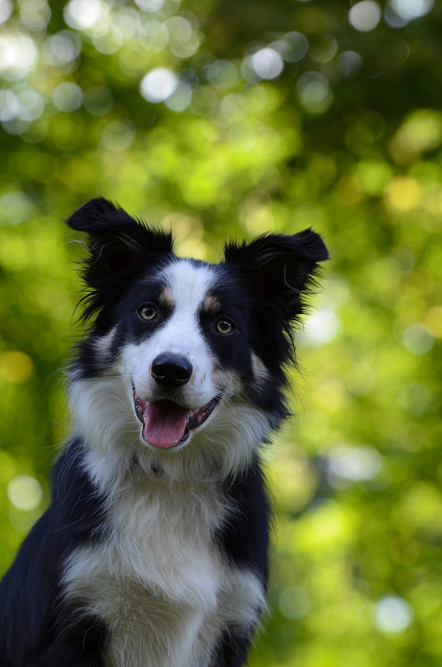 Pet british sheepdog bokeh
