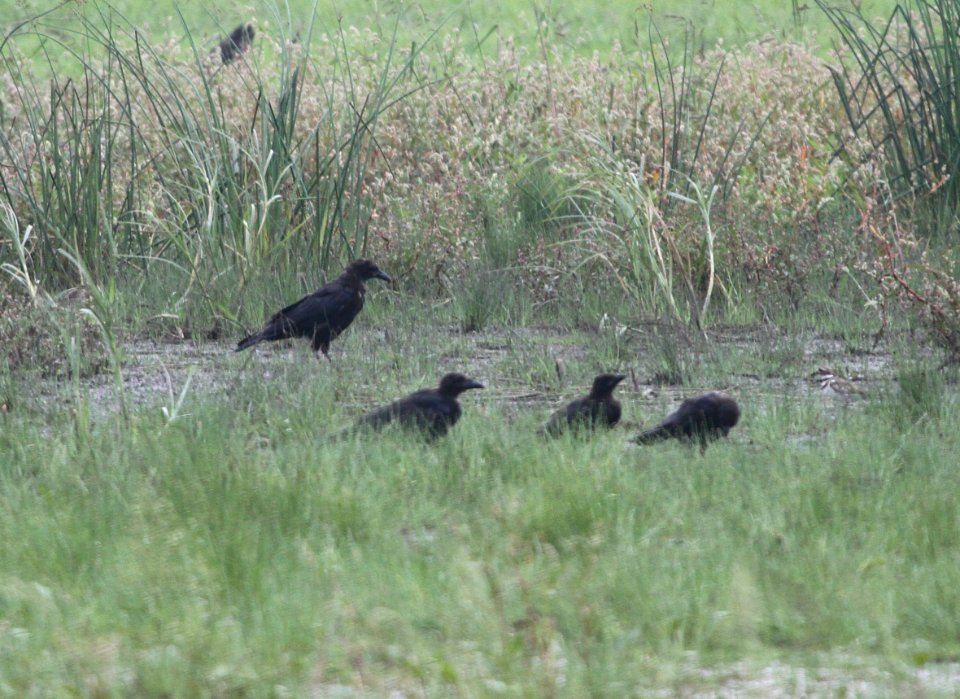 IMG 1663 c American Crow Whispering Willows Kankake Co IL 9-1-2015