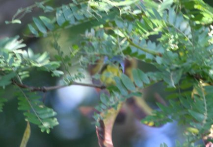IMG 2396 c Philadelphia Vireo Kankakee IL 9-16-2015