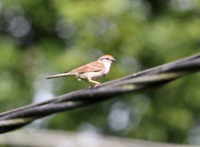 IMG 0785 (2) c Chipping Sparrow Hse Kankakee IL 7-27-2015 photo