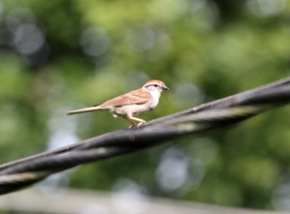 IMG 0785 (2) c Chipping Sparrow Hse Kankakee IL 7-27-2015