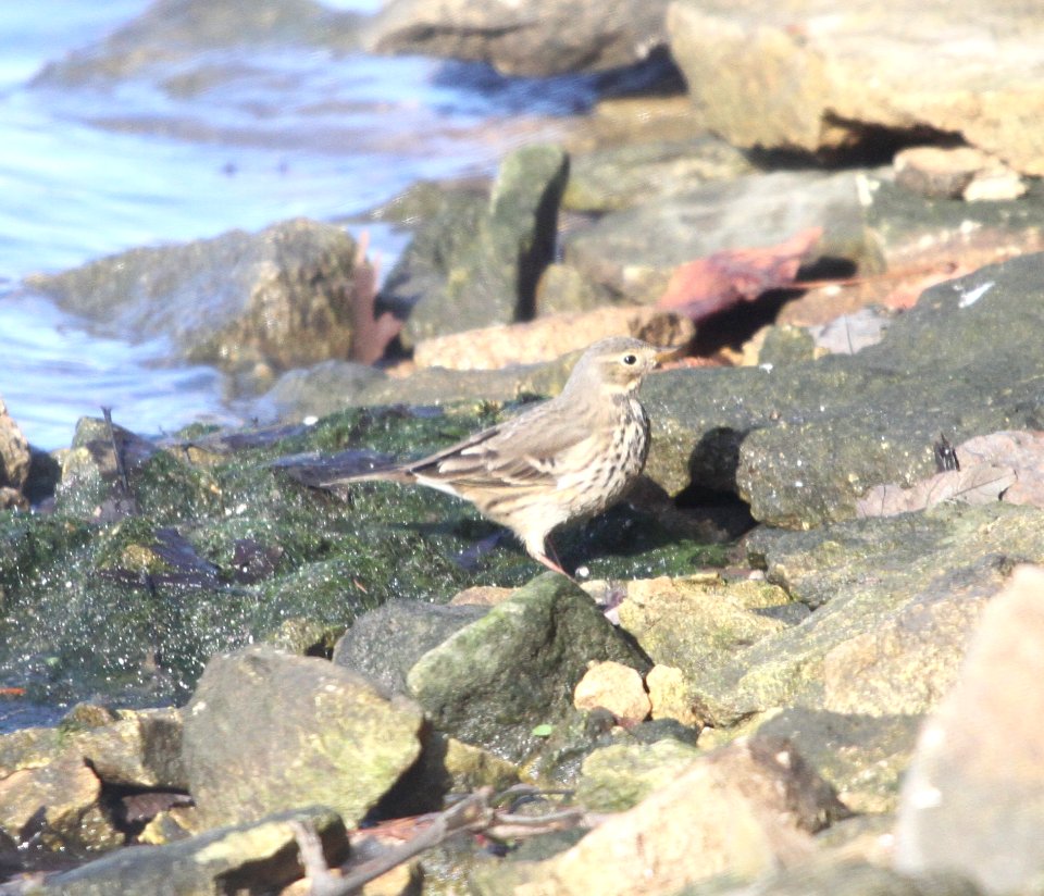 IMG 5443 c American Pipit LeVasseur Park- Perry Farm IL 11-23-2015