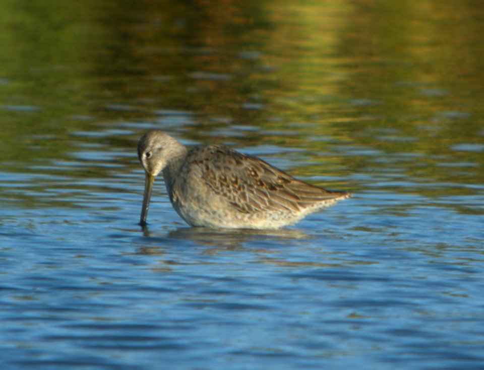 DSCN8527 c Long-billed Dowitcher TNC Kankakee Sands IN 10-14-2015