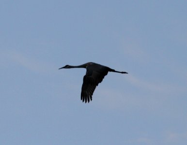 IMG 3285 c Sandhill Crane TNC Kankakee Sands IN 9-30-2015