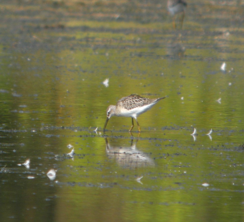 DSCN8181 c Stilt Sandpiper Aroma Park IL 9-6-2015