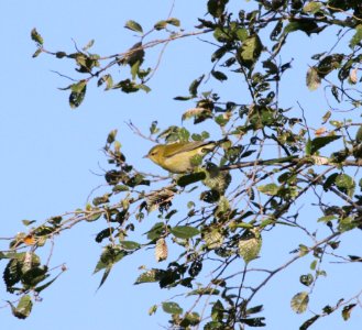 IMG 1553 c Tennessee Warbler Kankakee IL 8-26-2015