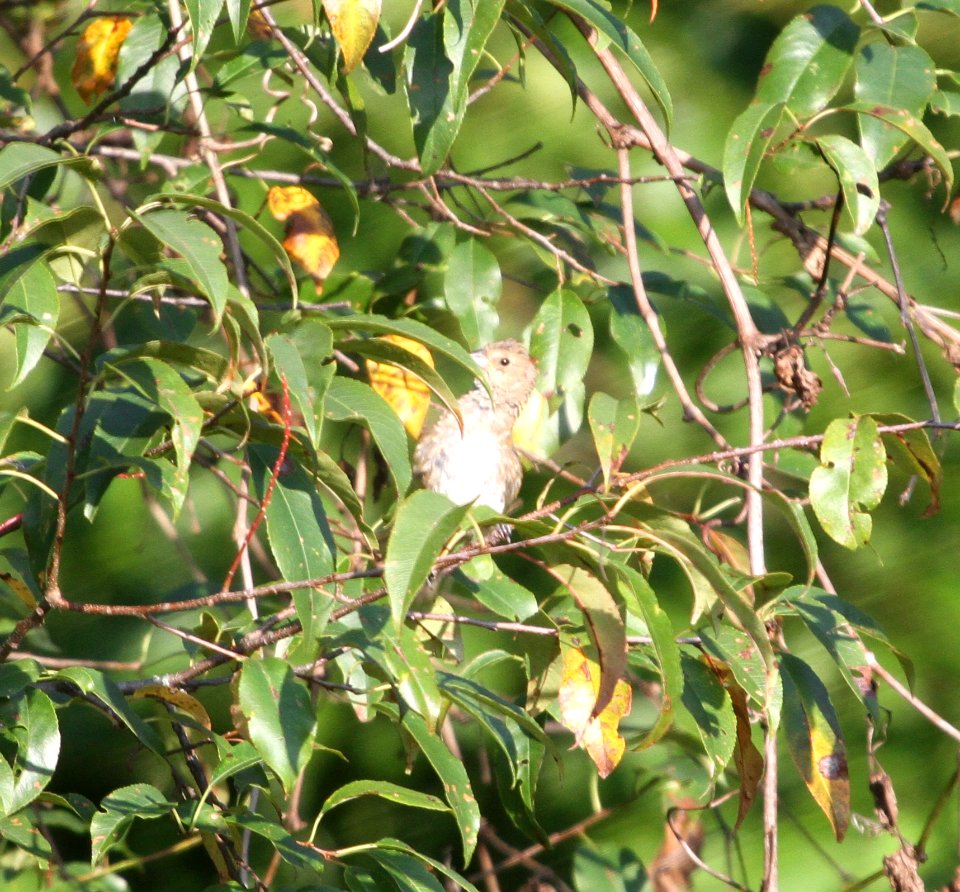 IMG 2037 c Indigo Bunting Heiland Forest Preserve Kankakee Co IL 9-10-2015