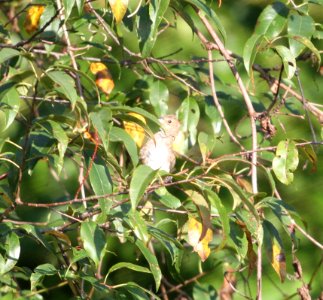 IMG 2037 c Indigo Bunting Heiland Forest Preserve Kankakee Co IL 9-10-2015