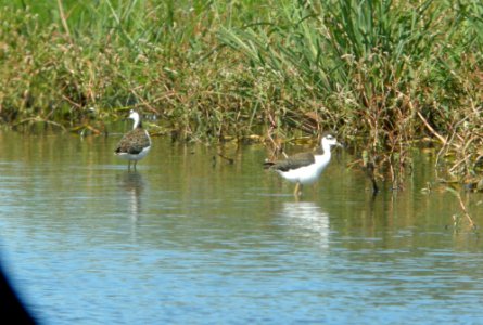 DSCN8055 c Black-necked Stilt Whispering Willows Kankakee Co IL 8-25-2015