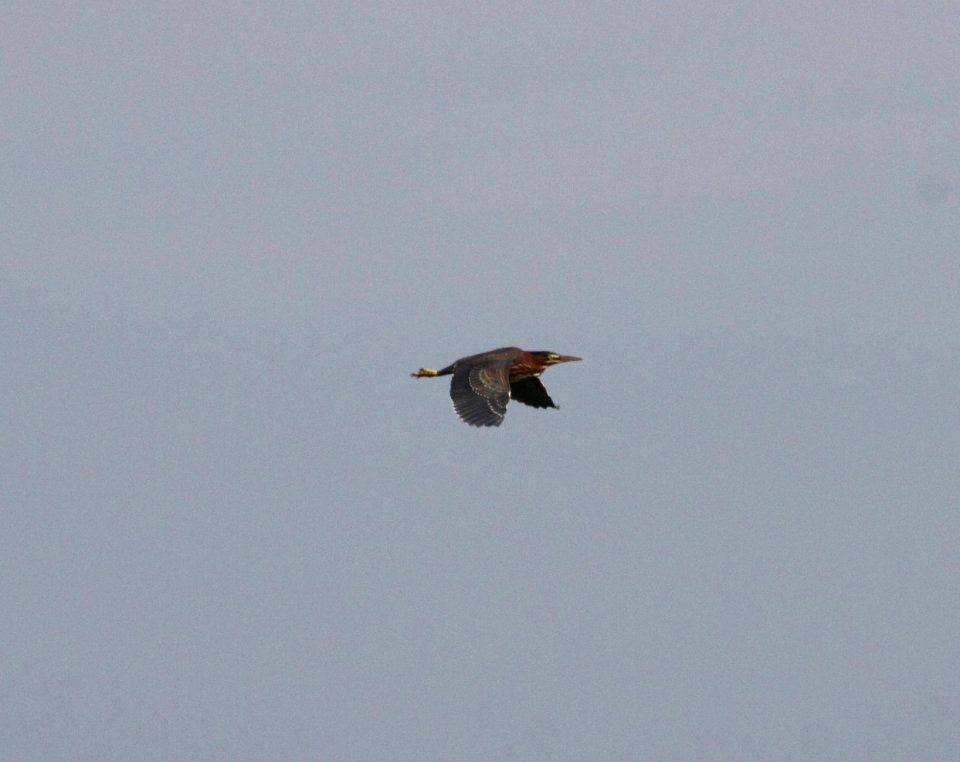 IMG 0742 c Green Heron Whispering Willows Kankakee IL 7-26-2015